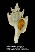 Boreotrophon alaskanus
